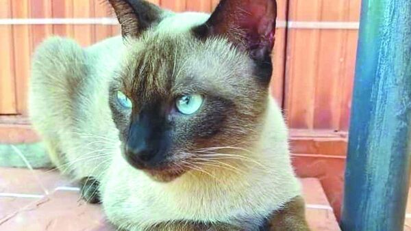 Ofrecen G. 1 millón de recompensa por el gatito robado de la abuela