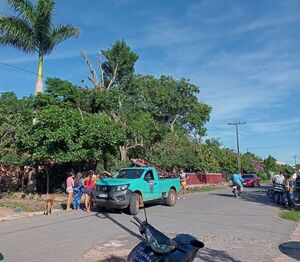 Hombre muere electrocutado mientras podaba un árbol en Ybytymí - Nacionales - ABC Color