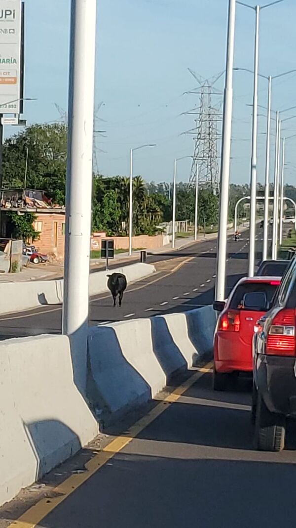 Vaca suelta en pleno viaducto Botánico - Nacionales - ABC Color