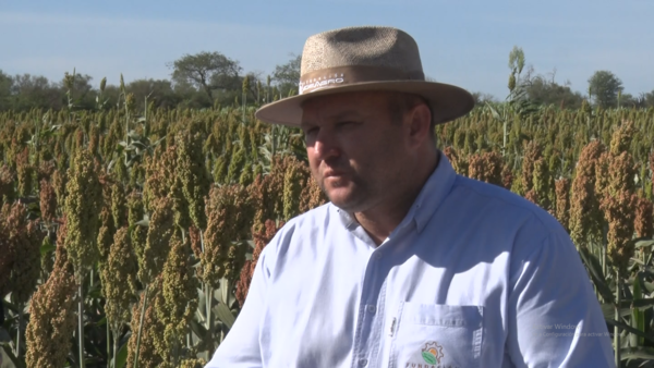 Socializan resultados sobre variedades de cultivos de sorgo en el Chaco Central