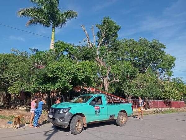 Crónica / Trabajador murió electrocutado mientras podaba un árbol