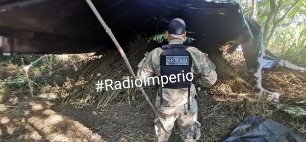 Senad destruyó más de 14 toneladas de marihuana en la colonia Santa Clara - Radio Imperio