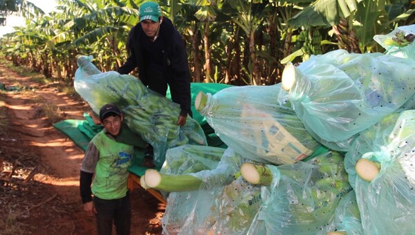 Instalarán fincas modelo para mejorar calidad e inocuidad de la banana