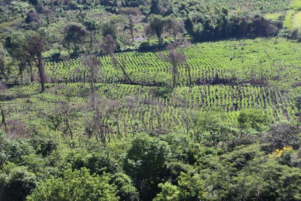 Nueva Alianza XXXI: caen 732 kilos de marihuana en Amambay - Nacionales - ABC Color