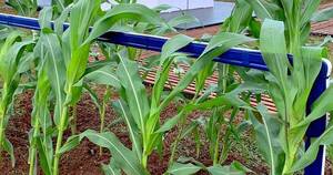 La Nación / Tigo Business, presente en la Expo AgroFest con su producto M2M