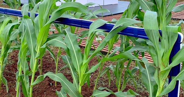 La Nación / Tigo Business, presente en la Expo AgroFest con su producto M2M