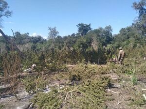 Destruyen 23 hectáreas de marihuana en Puentesiño