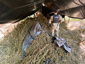 Destruyen 14 toneladas de marihuana en proceso de secado