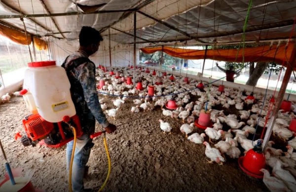 China reportó el primer caso de gripe aviar H3N8 en humanos - La Clave