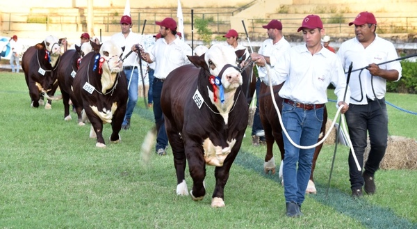 Ganadera Don Atilio y el Resplandor S.A. obtuvieron los campeonatos en la Expo Braford