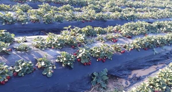 Familia de Areguá lleva 15 años cosechando frutillas con el respaldo del CAH