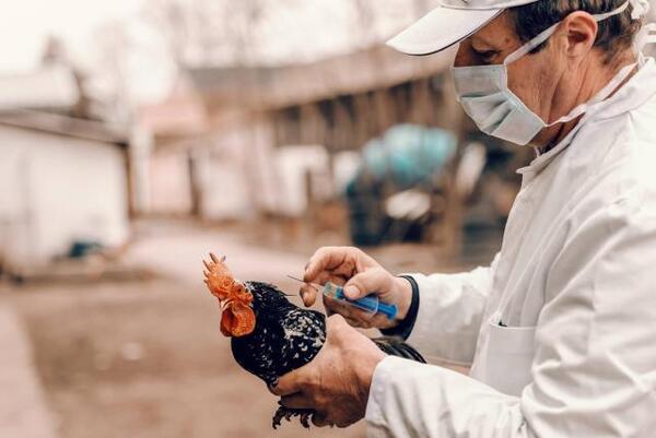 Diario HOY | China detecta primer caso humano de gripe aviar H3N8