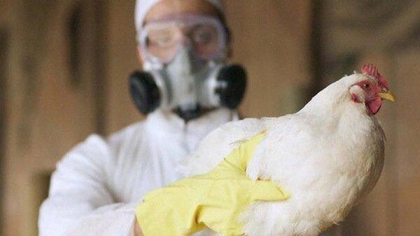 CHINA REPORTA EL PRIMER CASO HUMANO DE LA GRIPE AVIAR H3N8
