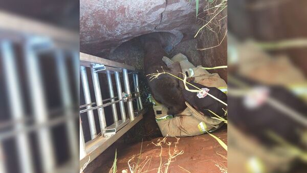Amor de perros: Nueve se tiraron tras hembra que cayó al pozo