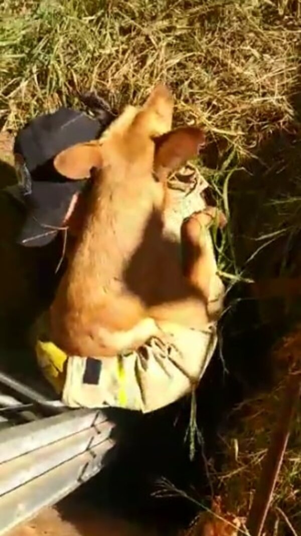 ¡Upa la la!: bomberos rescataron a 11 perros que cayeron a un desagüe - Mascotas - ABC Color