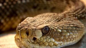 El 21% de las especies de reptiles están en peligro de extinción