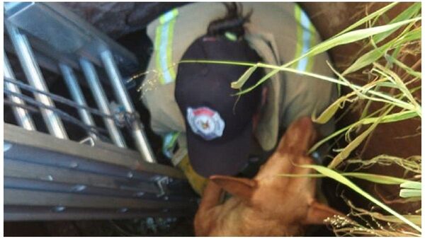 Rescatan a unos 10 perros de un desagüe en Pedro Juan Caballero