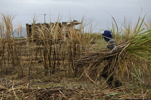Brasil elevará la producción de azúcar pese al pequeño aumento de cosecha de caña - MarketData