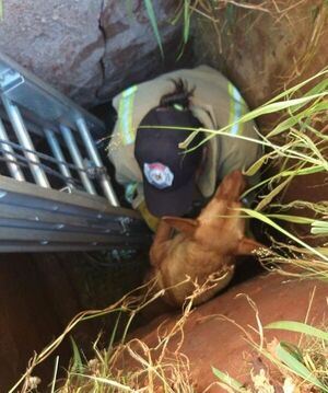 Bomberos rescataron 10 perros de un desagüe - Radio Imperio