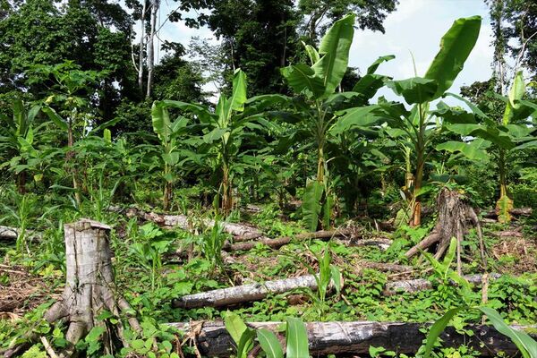 Brasil lideró la pérdida de bosques tropicales primarios en el mundo en 2021 - Mundo - ABC Color