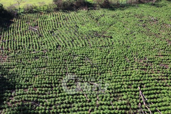 Paraguay y Brasil anulan 732 toneladas de marihuana en Amambay