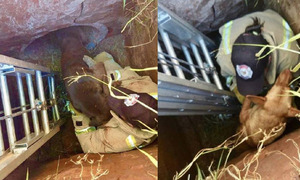 Pedro Juan Caballero: Rescatan a 10 perros que quedaron atrapados en un alcantarillado - OviedoPress