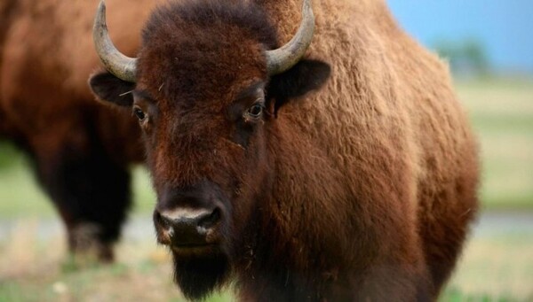 Buscan fomentar la cría de búfalos como una opción de ganadería rentable en nuestro país