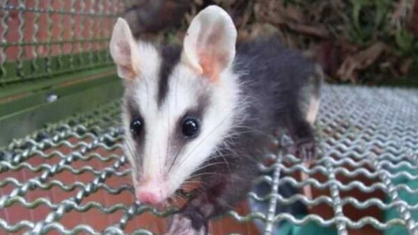 Asunción declara al mykurê como animal de importancia