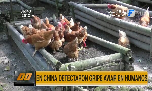 Detectaron gripe aviar en humanos en China | Telefuturo
