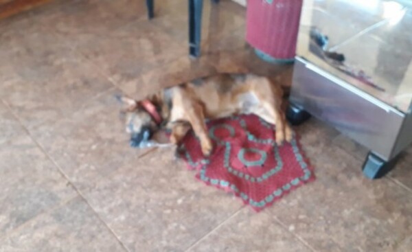 Envenenan con un pedazo de carne a un perro en Santa Rita