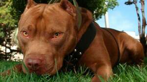 “Era mi hija o el perro”: una mujer mató a un pitbull de una puñalada para salvar a su beba