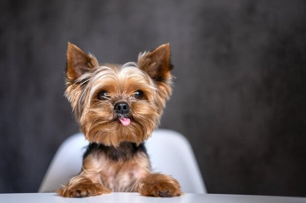 Diario HOY | Estudio revela las razas de perro más y menos longevas