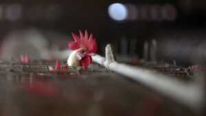 China detecta el primer caso de gripe aviar H3N8 en humanos