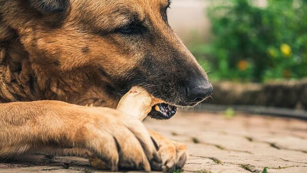 ¿Sabías que los perros no deben comer huesos?