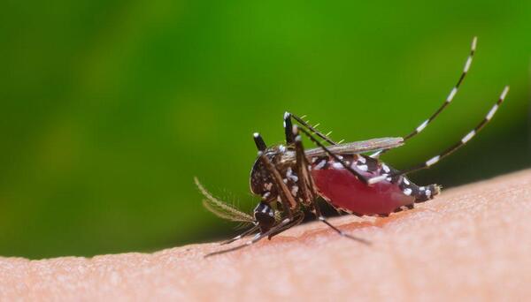 El ingreso de la malaria, es una amenaza latente, SENEPA implementa estrategias para reducir – Prensa 5