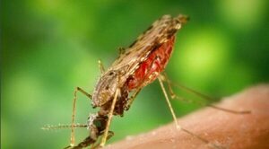 SENEPA implementa estrategias para reducir el reingreso de la malaria