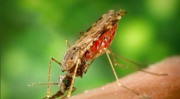 SENEPA implementa estrategias para reducir el reingreso de la malaria