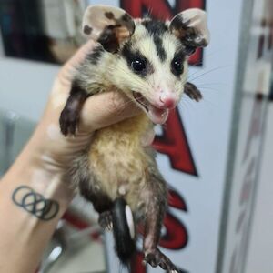 Los mykurẽ, animales “de importancia” en Asunción: mitos y miedos los ponen en riesgo - Nacionales - ABC Color