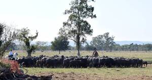La Nación / Buscan fomentar la cría de búfalos como opción de ganadería rentable para productores