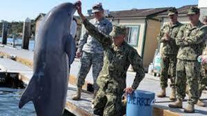 Diario HOY | Rusia utiliza a delfines entrenados para objetivos militares