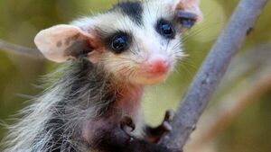 Mykurẽ es declarado animal de importancia en Asunción