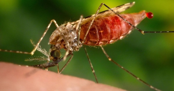 Buscan mitigar y reducir el reingreso de la Malaria al país - Megacadena — Últimas Noticias de Paraguay