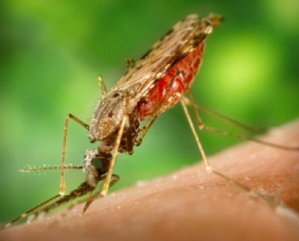 Senepa refuerza prevención para evitar reingreso de malaria al Paraguay - Nacionales - ABC Color