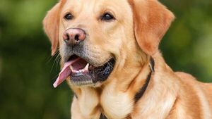 La raza de los perros no determina su comportamiento, según estudio
