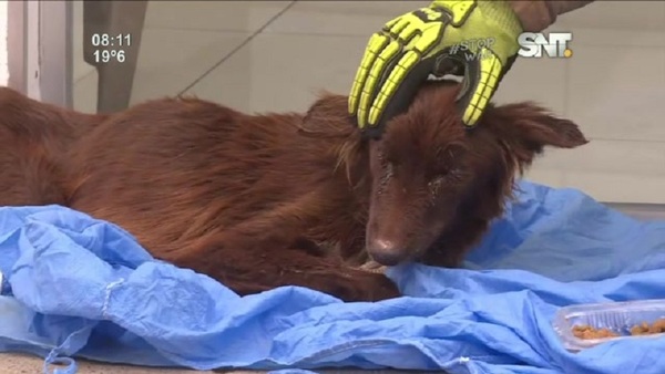 Perrita rescatada busca hogar - SNT