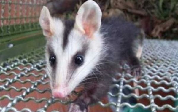 Mykurẽ es declarado animal de valor e importancia en Asunción – Prensa 5
