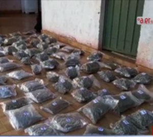 Pedro Juan Caballero: Encuentran marihuana "gourmet" en allanamientos - Paraguay.com