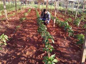 ​Buenas proyecciones productivas en Amambay