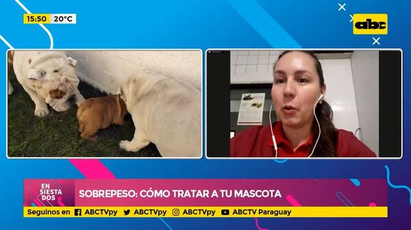 Sobrepeso en mascotas: ¿Cómo identificar y tratar? - Ensiestados - ABC Color