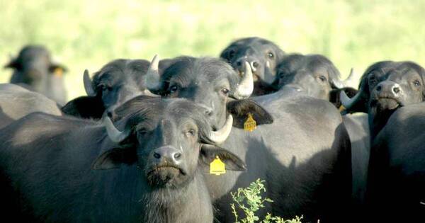 La Nación / Fomentan la cría de búfalos como opción de ganadería rentable